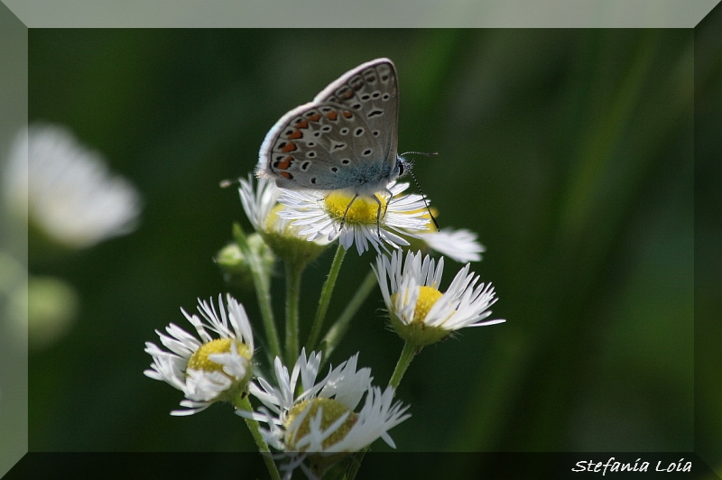 Polyommatus icarus? S